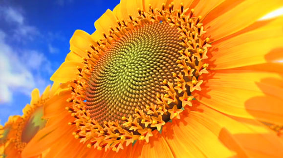 spiralsunflowerfibonaccitheory.jpg