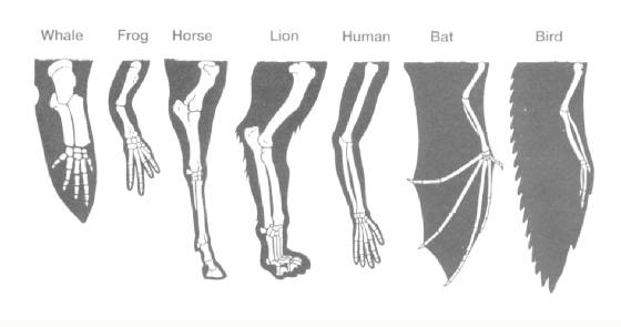 homology-limbs.jpg