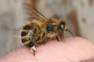 honeybeesting.jpg