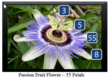 Passion-Fruit-Flower2.jpg