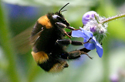 bumblebee3.jpg