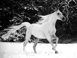 whitehorse7.jpg
